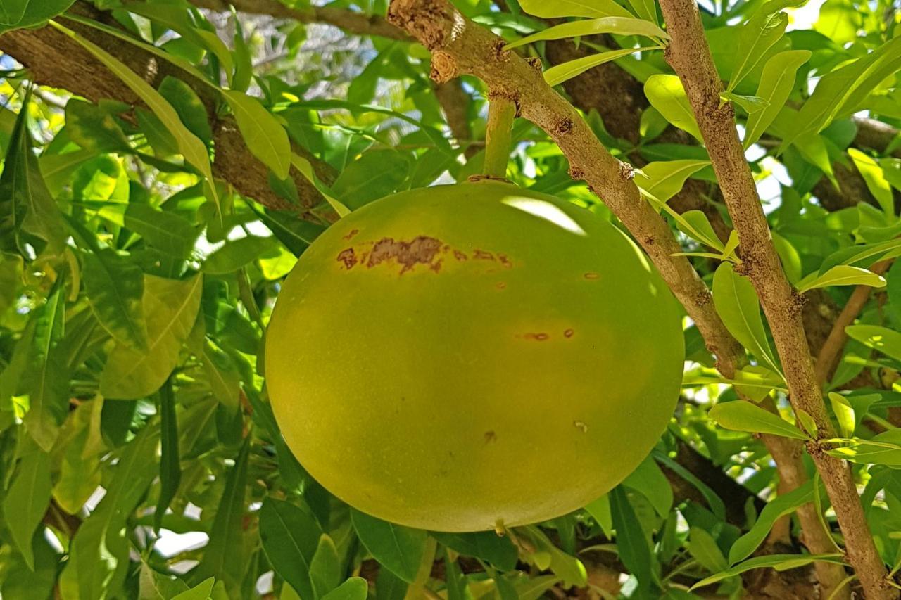 Cap Cove Saint Lucia Aparthotel Gros Islet Exteriör bild